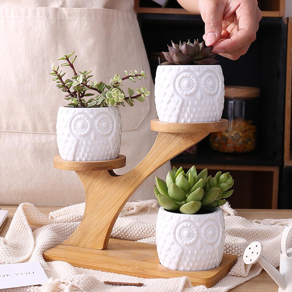 decorative succulent pots Succulent Pots & Bamboo Shelf